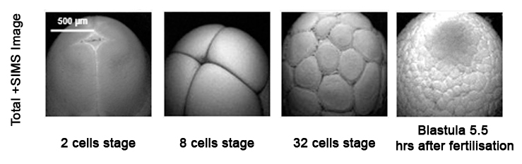 Total ion image of developing Xenopus laevis embryo