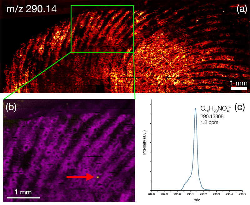 ToF SIMS image of cocaine metabolite BZE in a fingerprint.